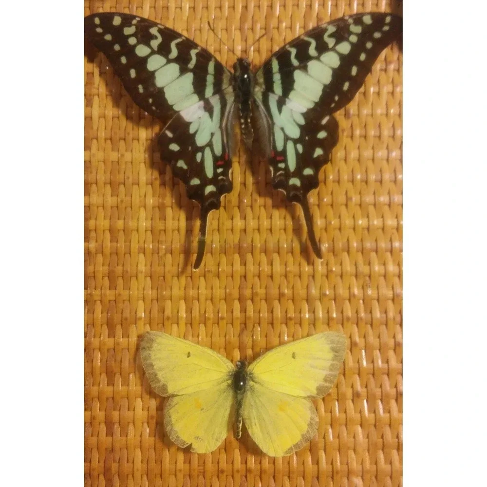 Butterfly Mounts - in 9.5 x 11.5
